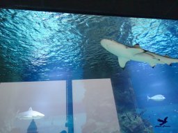 Haus des Meeres 4.02.2026